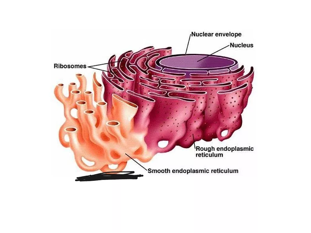 Ядро эндоплазматическая сеть. Эндоплазматическая сеть с ядром в клетке. Эукариотическая клетка эндоплазматическая сеть. Ядро эндоплазматическая сеть. Эндоплазматическая сеть с ядром в клетке.