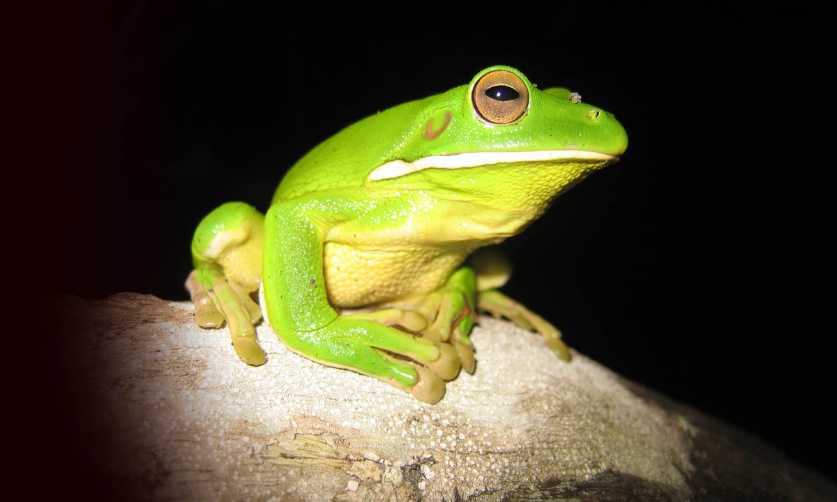 Чесночница сирийская лягушка. Вид лягушка обыкновенная. Вид лягушка обыкновенная. Древесная лягушка квакша обыкновенная. Австралийская квакша арлекин.