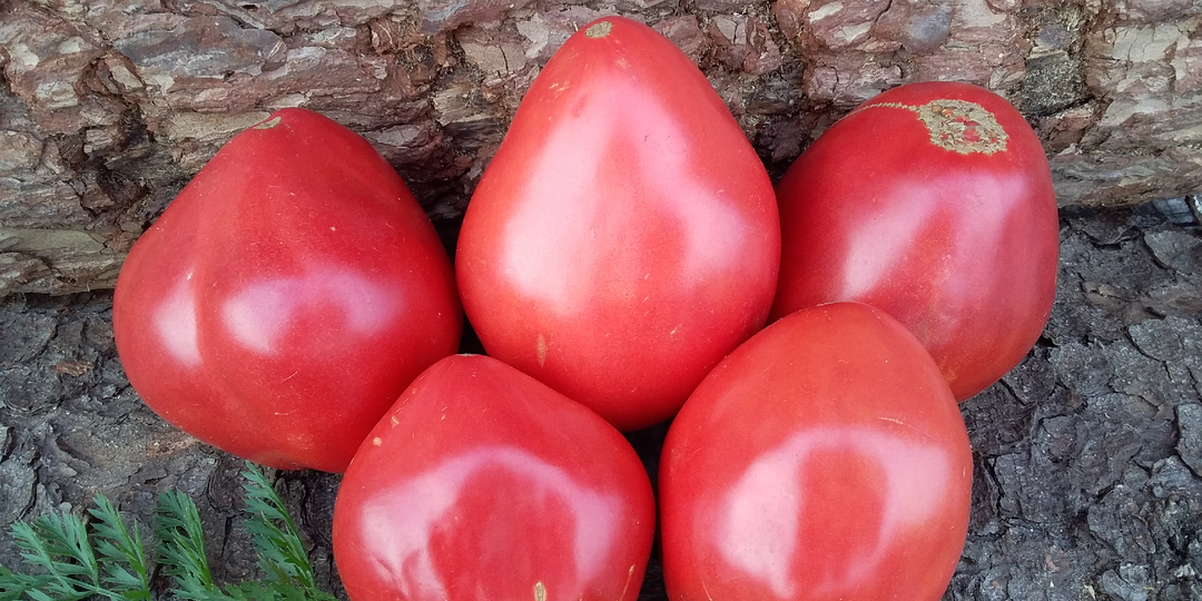 Томаты-индеты для открытого грунта