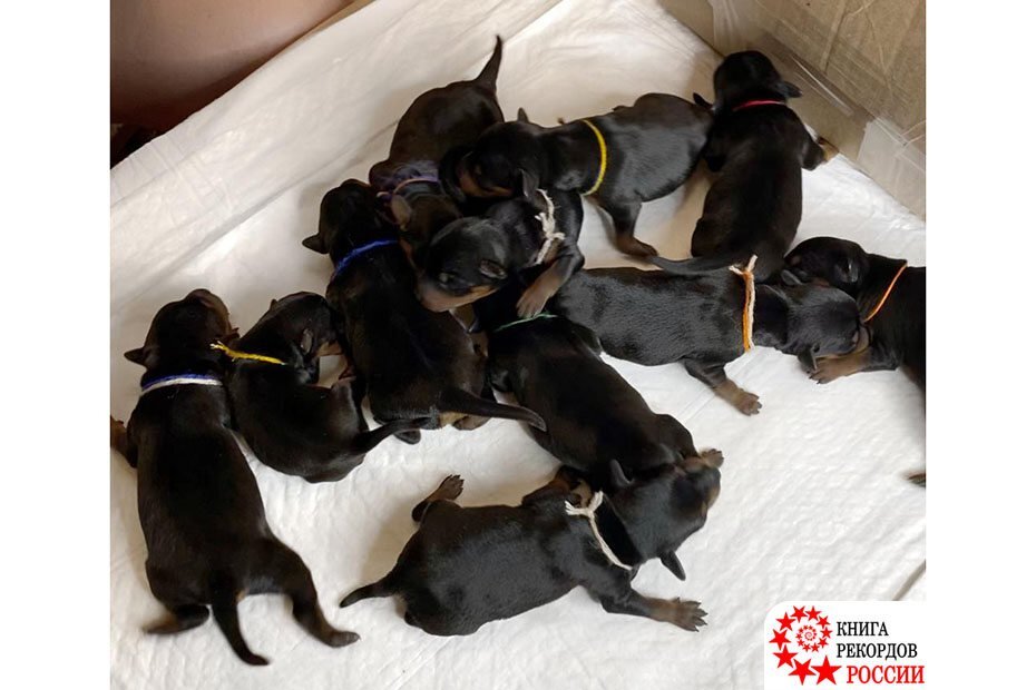 Все фото с сайта: https://knigarekordovrossii.ru/rekordy