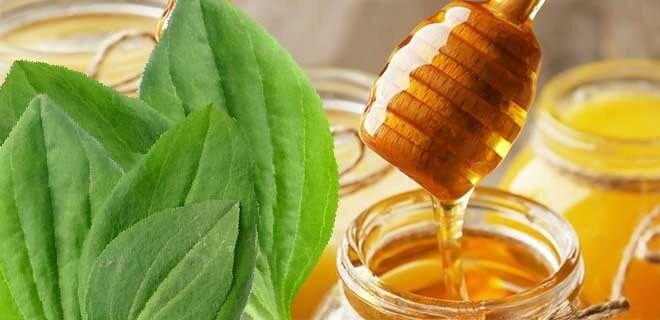 Подорожник с мёдом. Фото из открытых источников