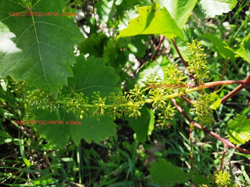 вот так цвете виноград. 
так как свои фото, часто совсем некачественные вижу на других ресурсах, то приходиться вот так подписывать. воруйте качественные фотографии!