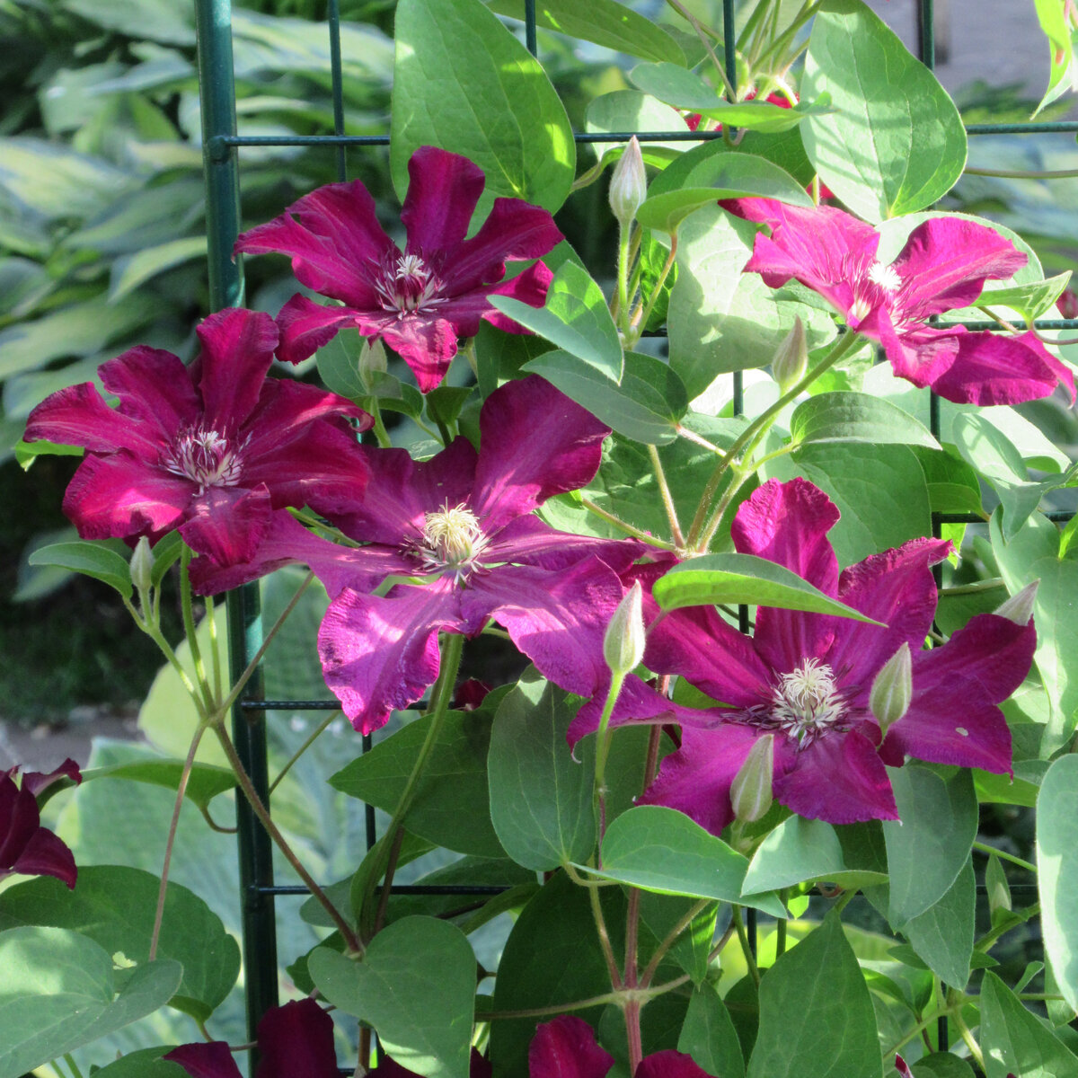 Стасик, июнь 2021г.