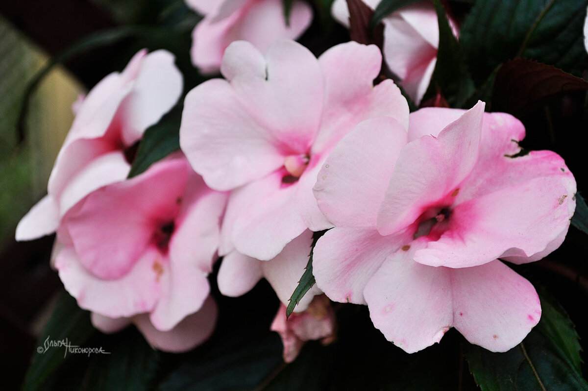 Очень нежные цветы