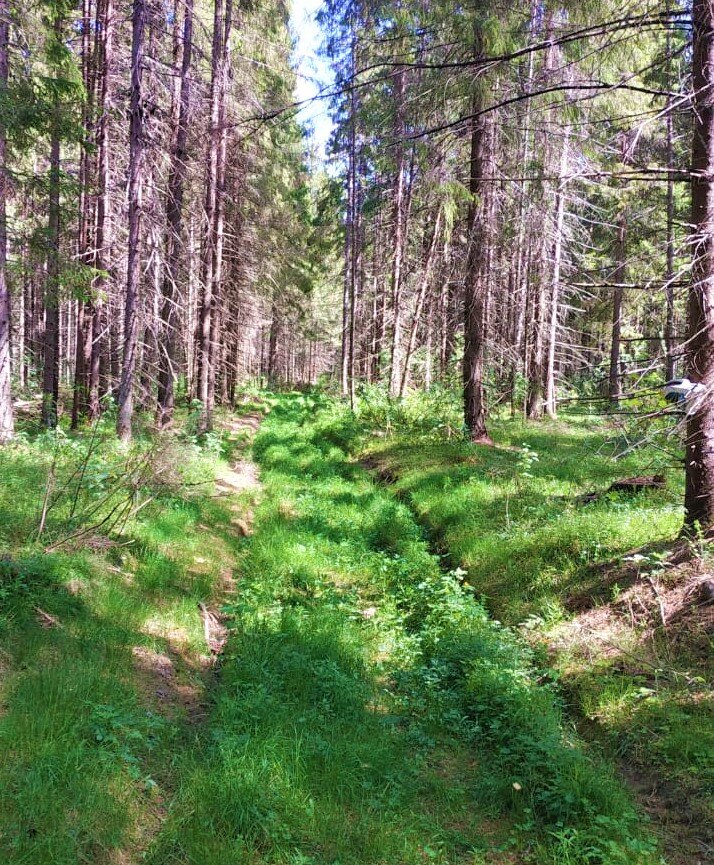 Дорога в лесу. 