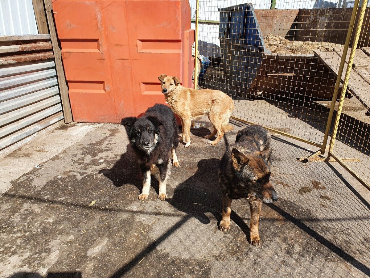 Тишайшие старички, которые вынуждены есть плохой корм