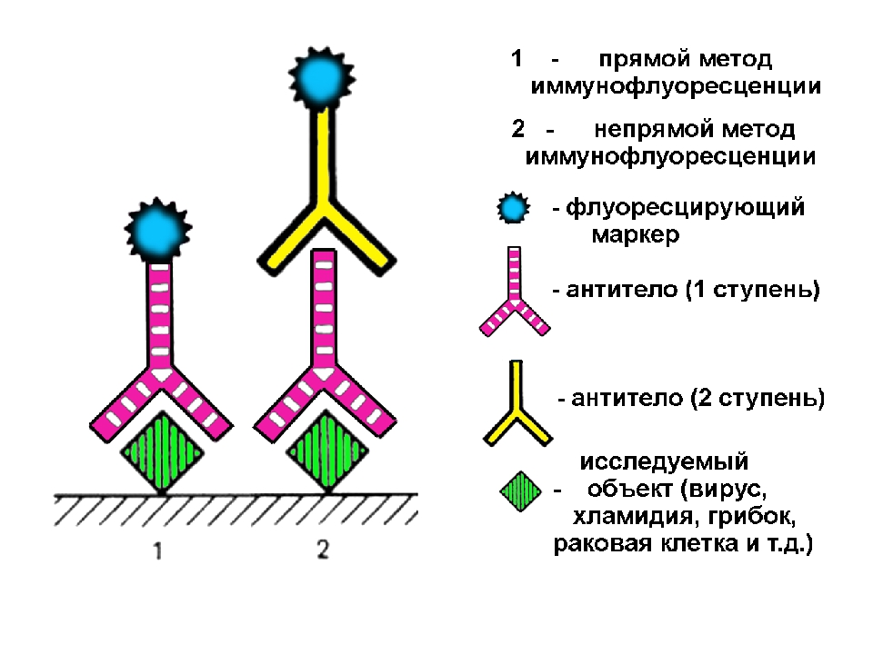 Рниф это. Реакция иммунофлюоресценции (риф) (метод Кунса). Метод флюоресцирующих антител прямой и непрямой. Реакции непрямой иммунофлюоресценции (риф). Реакция непрямой иммунофлюоресценции схема.