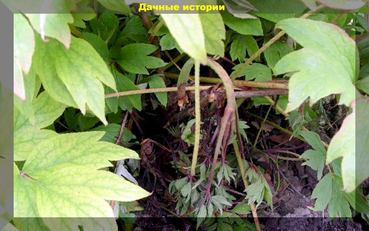 Болезнь пиона в картинках
