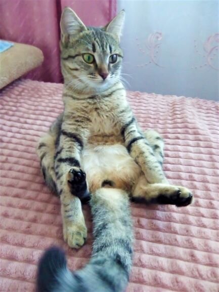 моя кошка обалдевшая от жары..