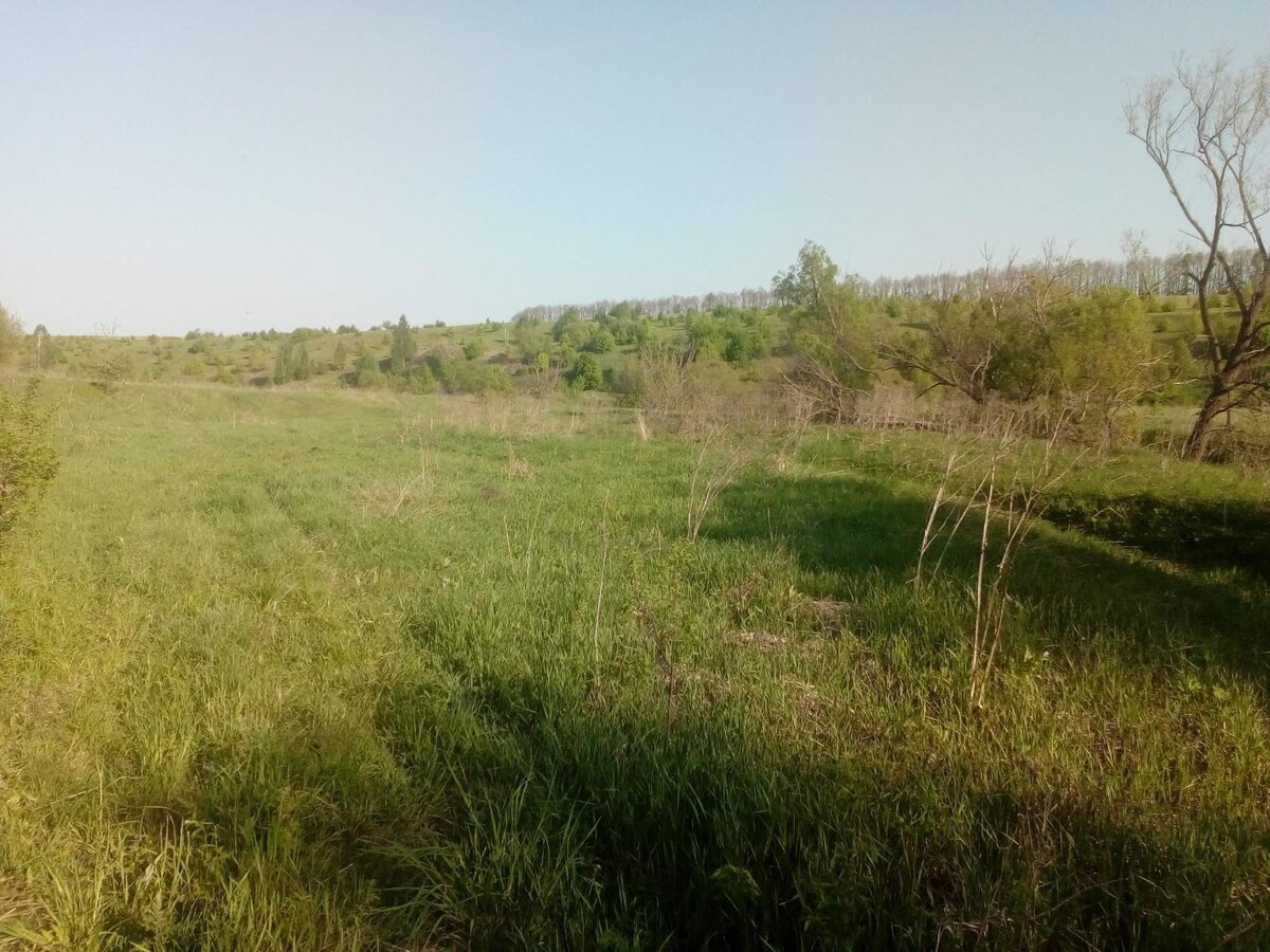 Дочка на поле в селе нашла беременную ящерицу с друзьями. Расскажу, что они  с ней сделали потом | Познаем вместе! | Дзен