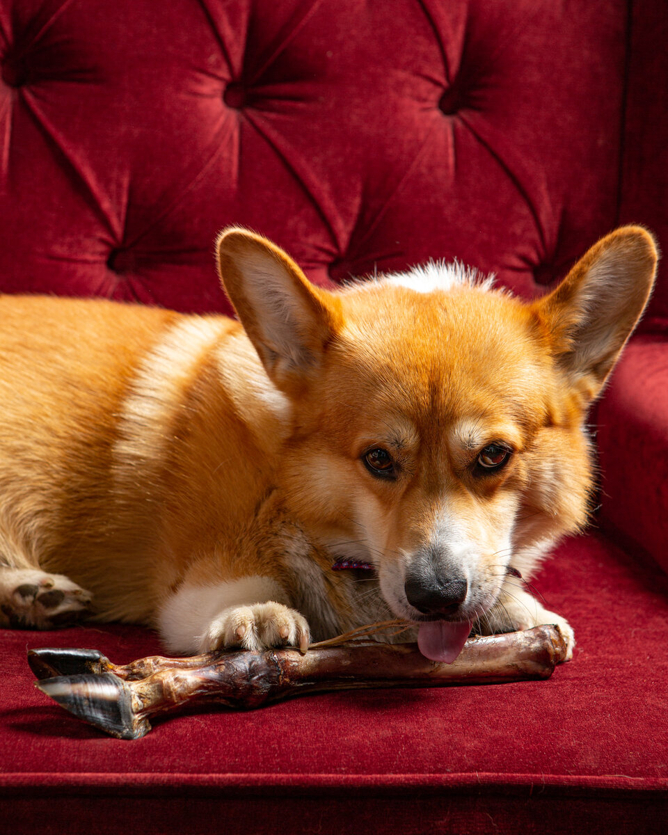 Корги по кличке "Гудвин" с удовольствием грызет ногу ))) 