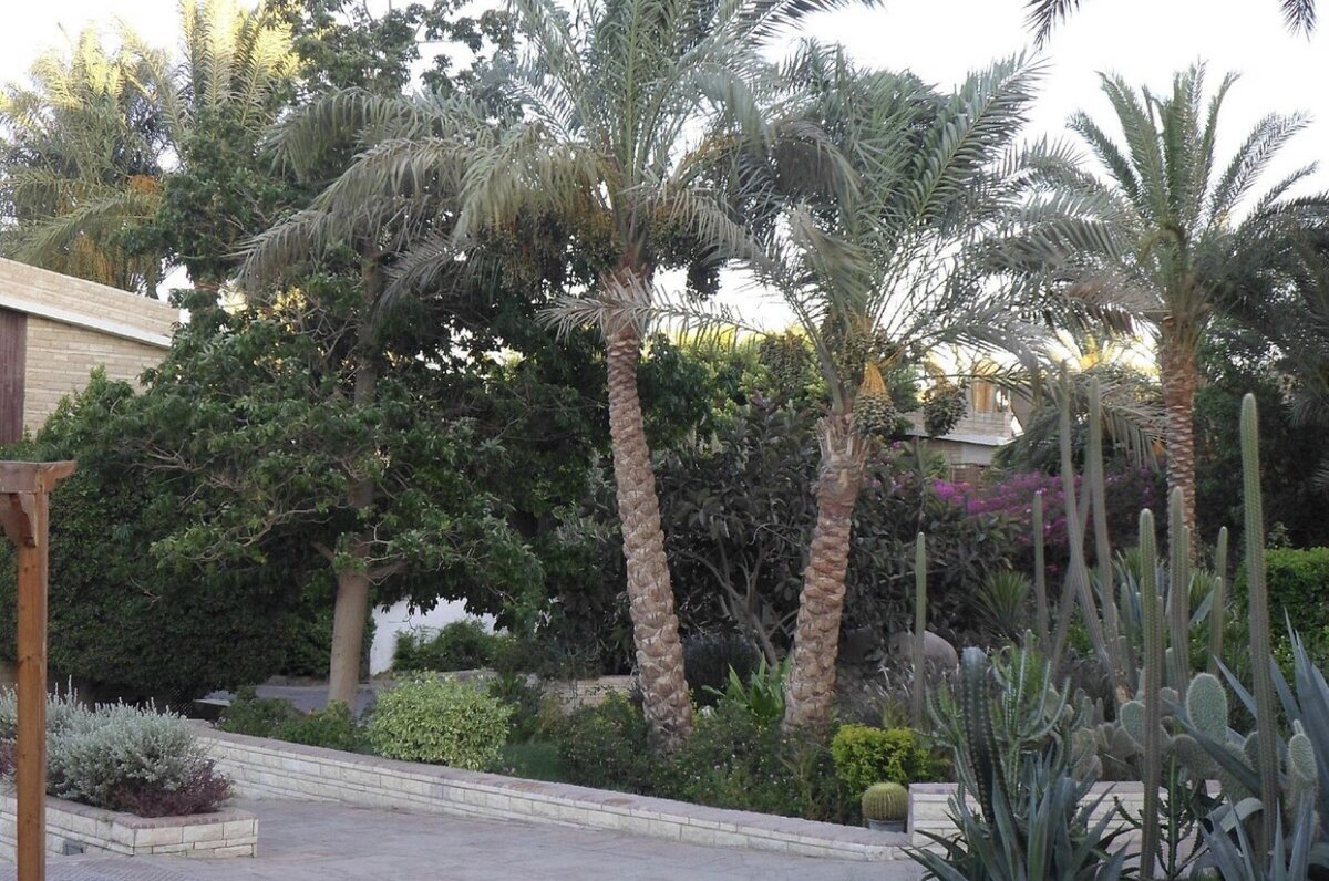 Примерно так выглядела территория отеля (фото взято с сайта Tripadvisor)