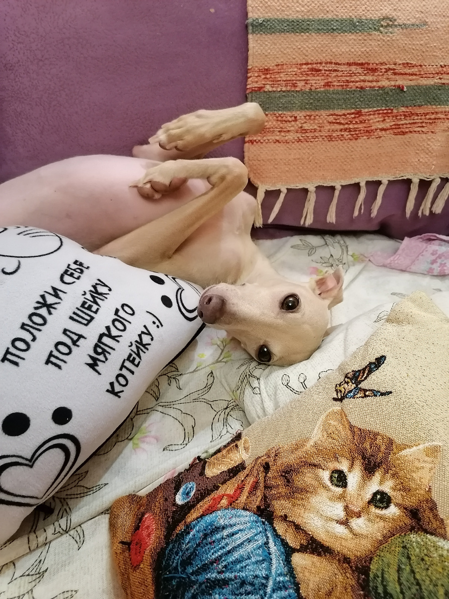 В некоторых случаях собака всё-таки лучше)) 