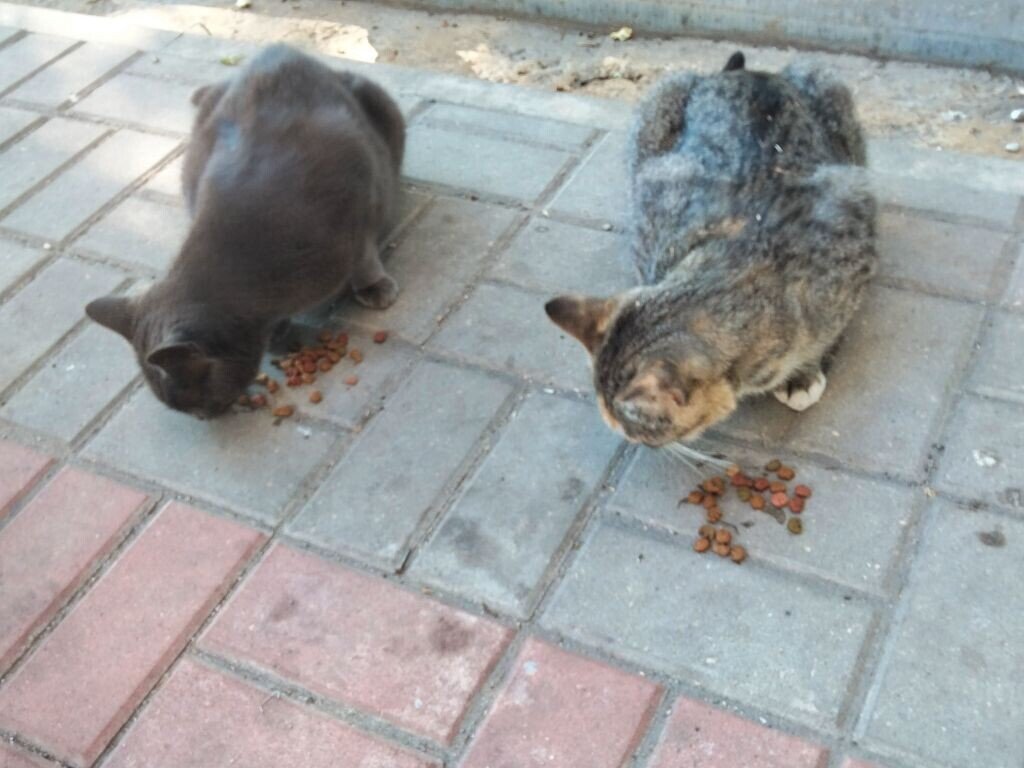 ЭТИМ КОШКАМ ПОВЕЗЛО, СЕГОДНЯ У НИХ ЕСТЬ КОРМ, ЗАВТРА МОЖЕТ И НЕ БЫТЬ.