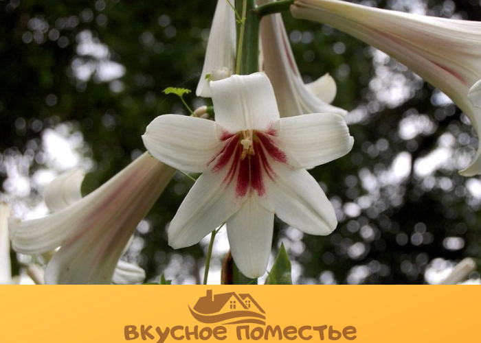 Кардиокринум юаньский