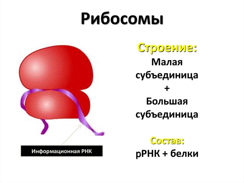 Рибосомы животной клетки функции. Строение и функции большой и малой субъединицы рибосомы. Строение рибосомы клетки. Строение, структура, функции рибосом.. Строение рибосомы биология 10 класс.