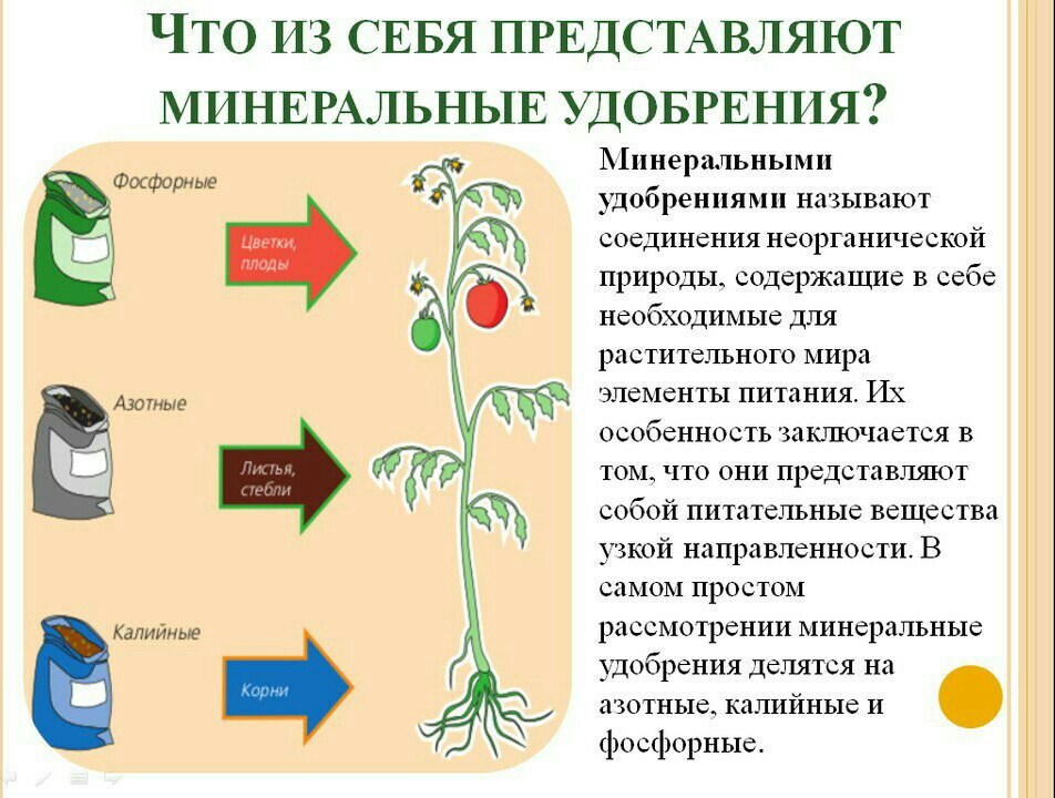 Влияние удобрений рост растений. Влияние удобрений на растения. Влияние удобрений на растения таблица. Влияние азотных удобрений на растения. Влияние удобрений на цветы.