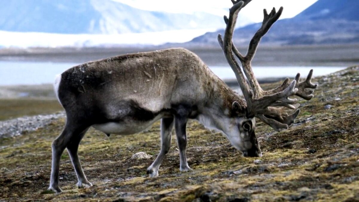 А где можно найти пропитание в той же тундре, когда вся земля зачастую покрыта 70 сантиметровым слоем снега.
