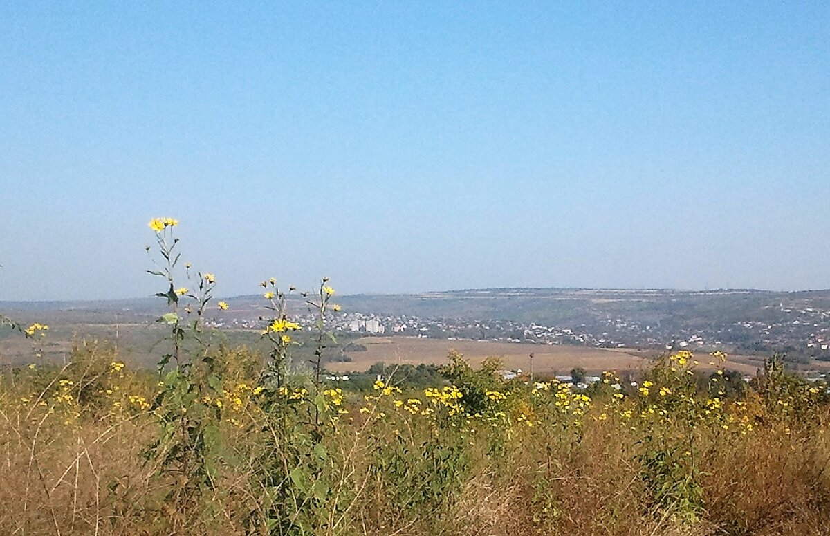 Топинамбуры 