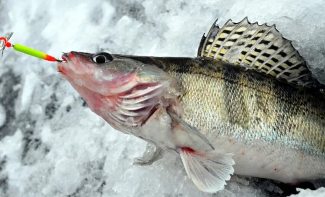 зимняя рыбалка на судака. рыбалка на бокоплав зимой на судака. судак на спиннинг. зимние приманки на щуку. ловля судака.