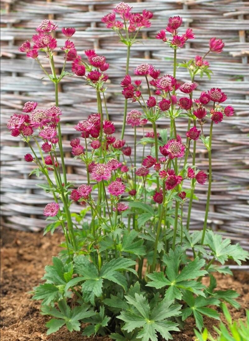 Астранция Astrantia Major rubra