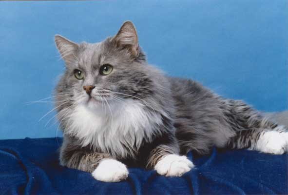 Димка Ласковый зверь. Первый чемпион мира среди сибирских кошек. Вл. Т. Павлова.