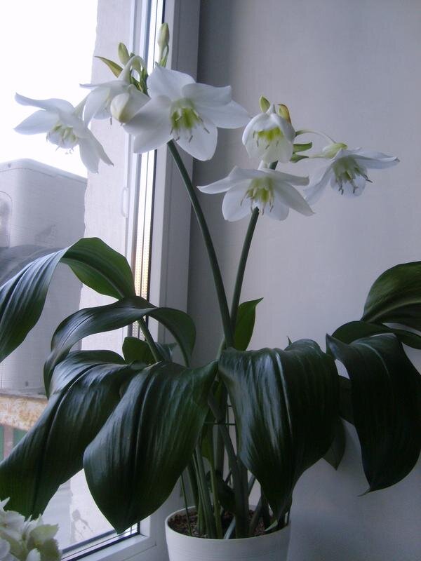 Eucharis Amazonica