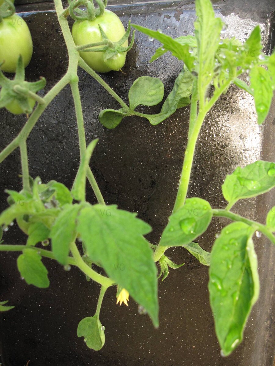 Это фото не с Испанца, но смысл понятен - вместо последнего, завершающего кисть цветка, формируется побег. Оставлять его бессмысленно, он только отнимет силы у растения