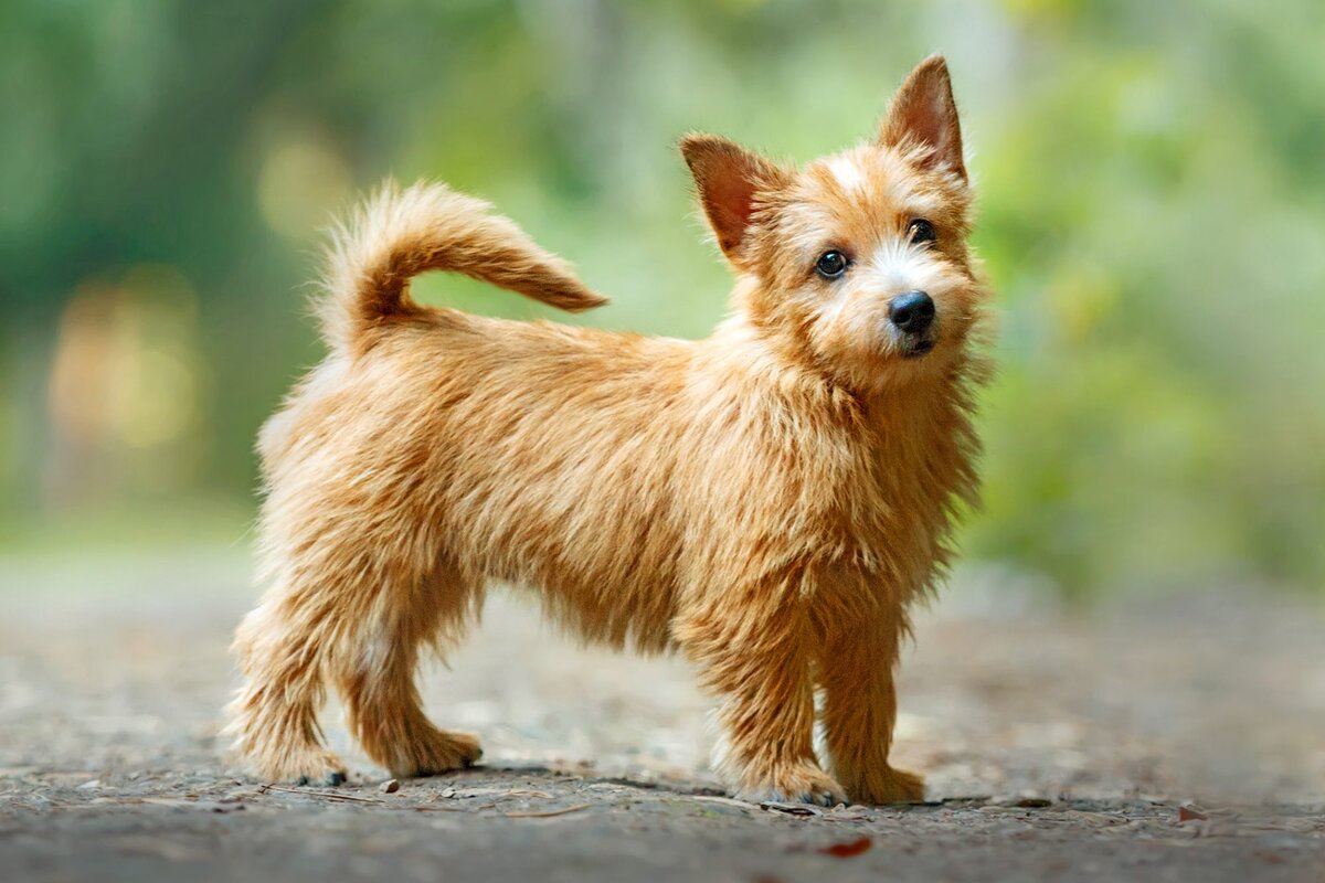 Исторические корни Norwich Terrier