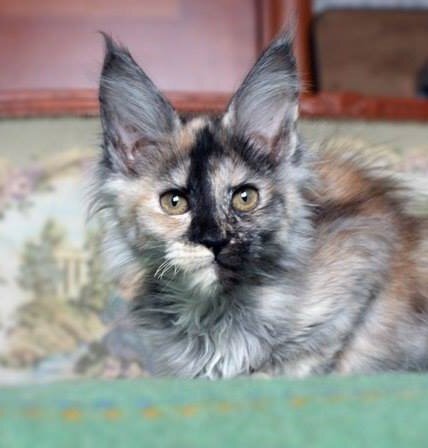 Фото из личного архива Даная Котоамацуками