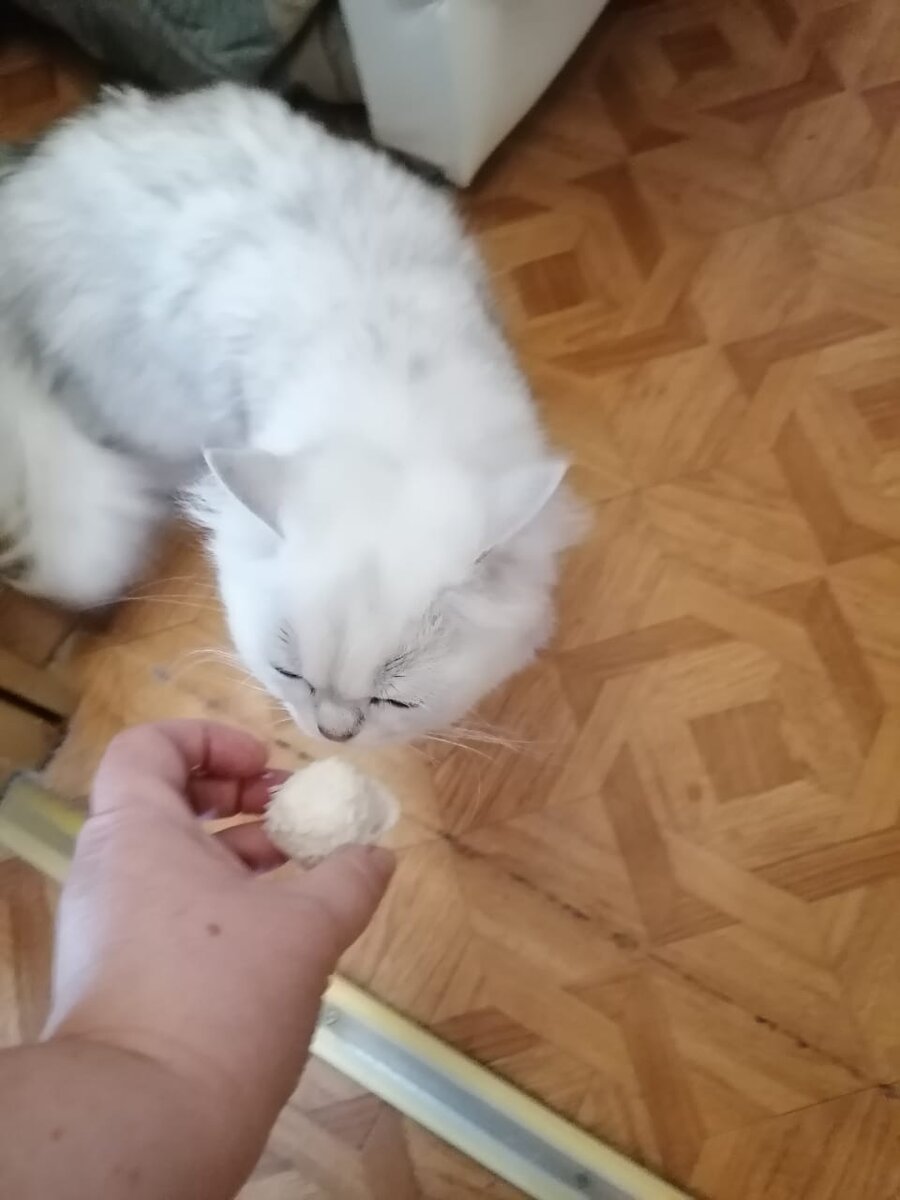 Нюша любит рафаэлки