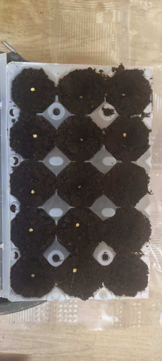 Ячейки заполняем грунтом для рассады. Я использую покупной. Сажаю по одному семечку в каждую ячейку. Предварительно семена не замачивал, проверенные.