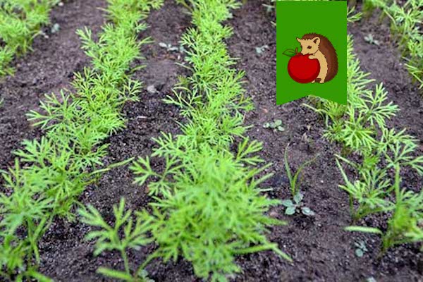 Что не любит укроп: от чего вырастет сухим, жидким и безвкусным?0