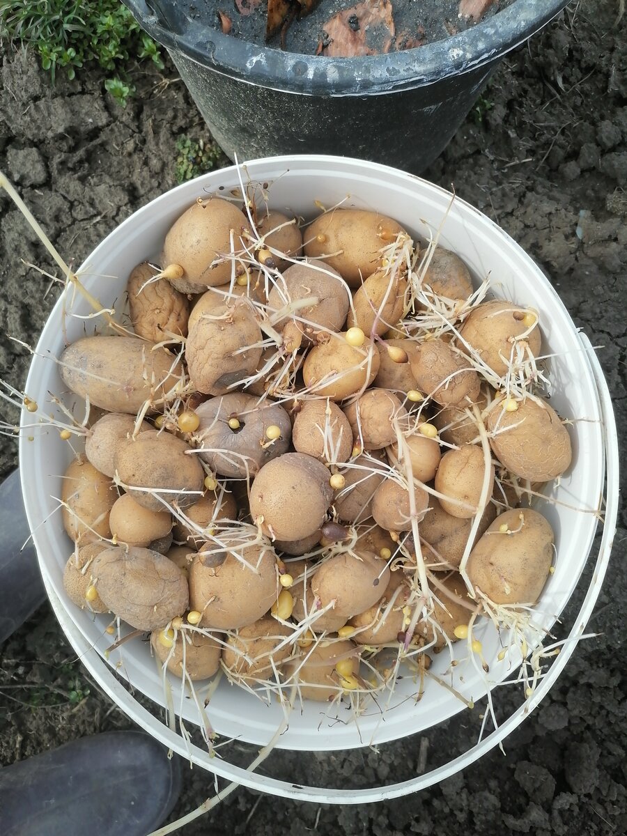 Где-то даже маленькие картошенки уже есть