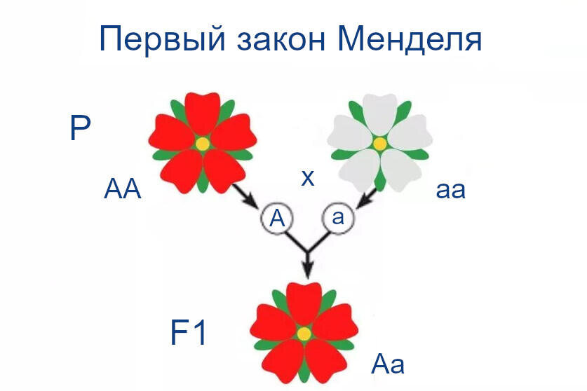 Первый и второй закон Менделя: основы генетики и наследования