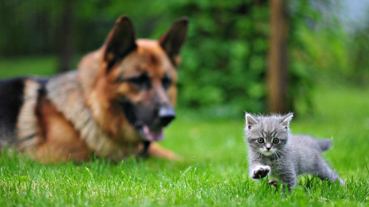 Фото с zooclub.ru для примера