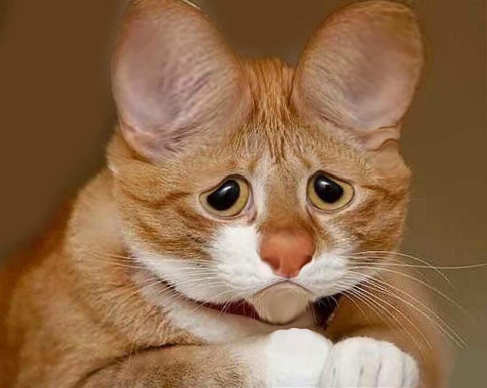 Когда я впервые не смог ответить на эти вопросы... Яндекс картинки