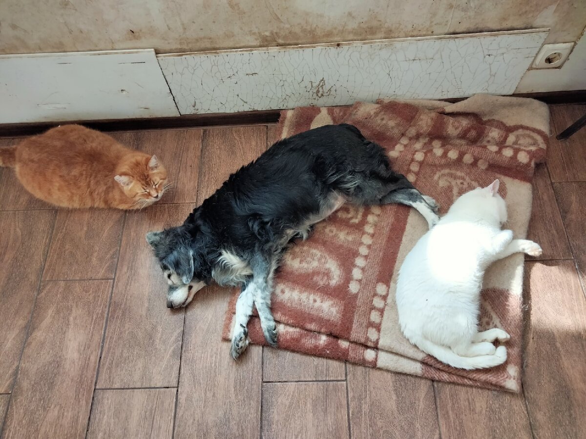 приют друг омск эмблема. домашние животные приют. социальные плакаты приют животных. приют для кошек белгород. хвостики логотип приют.