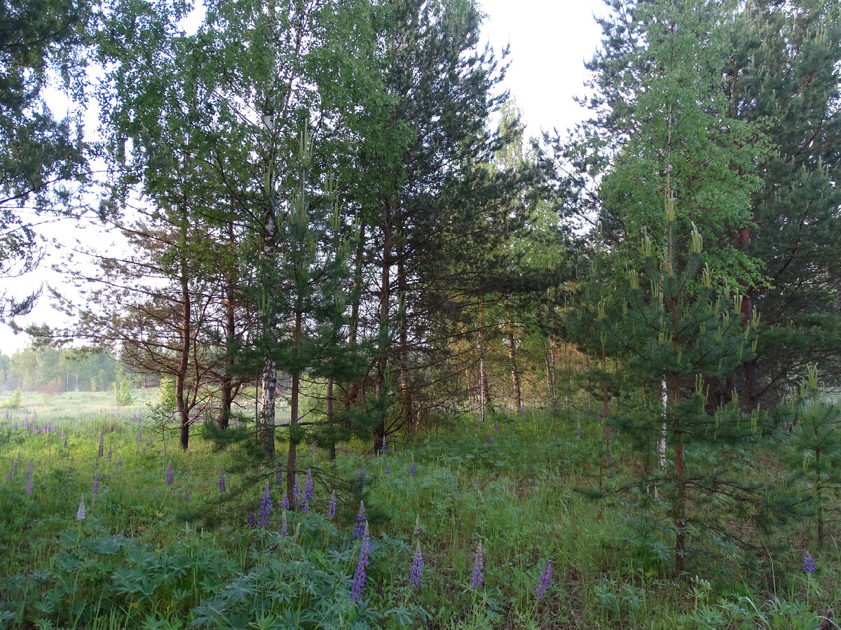 Фото Старого Солдата