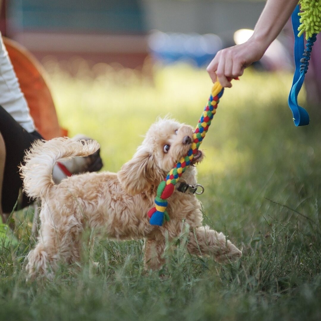  игра с собакой