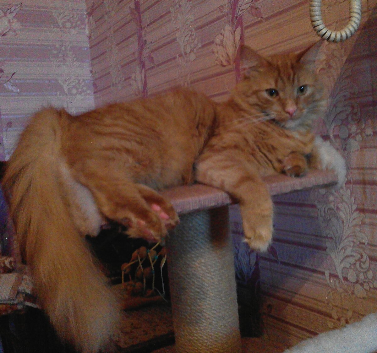 Василий стал большим и красивым котом.