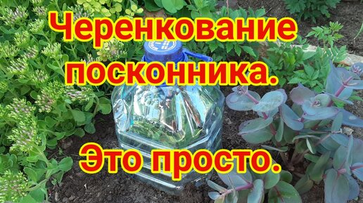 Черенкование посконника - это просто!