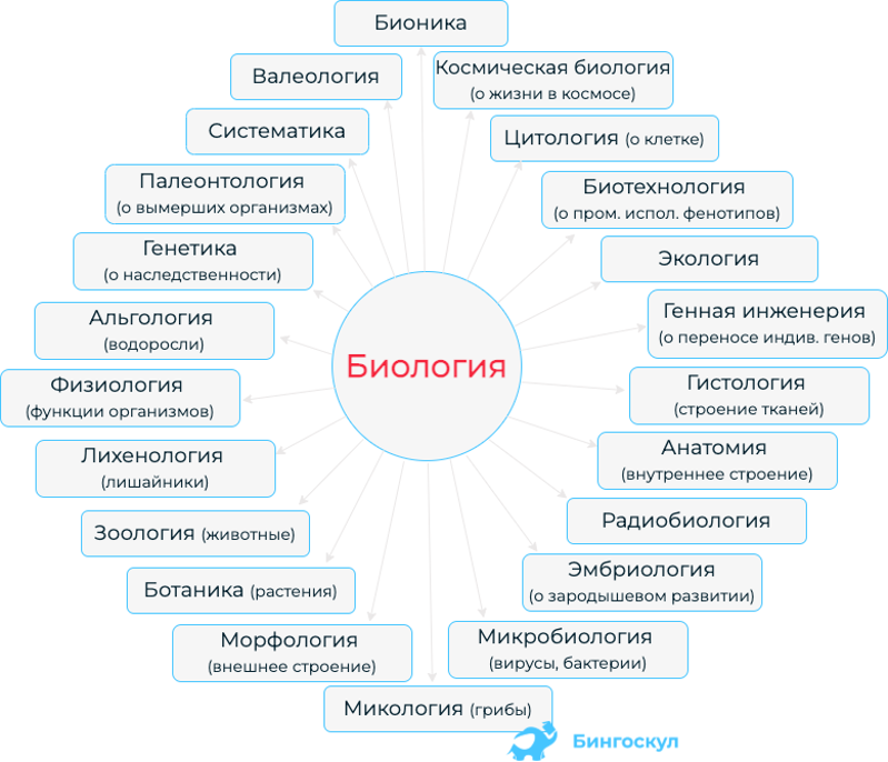 Смежные биологические науки. Биологические дисциплины. Биология наука о жизни. Науки связанные с биологией. Науки биологии по объекту исследования.