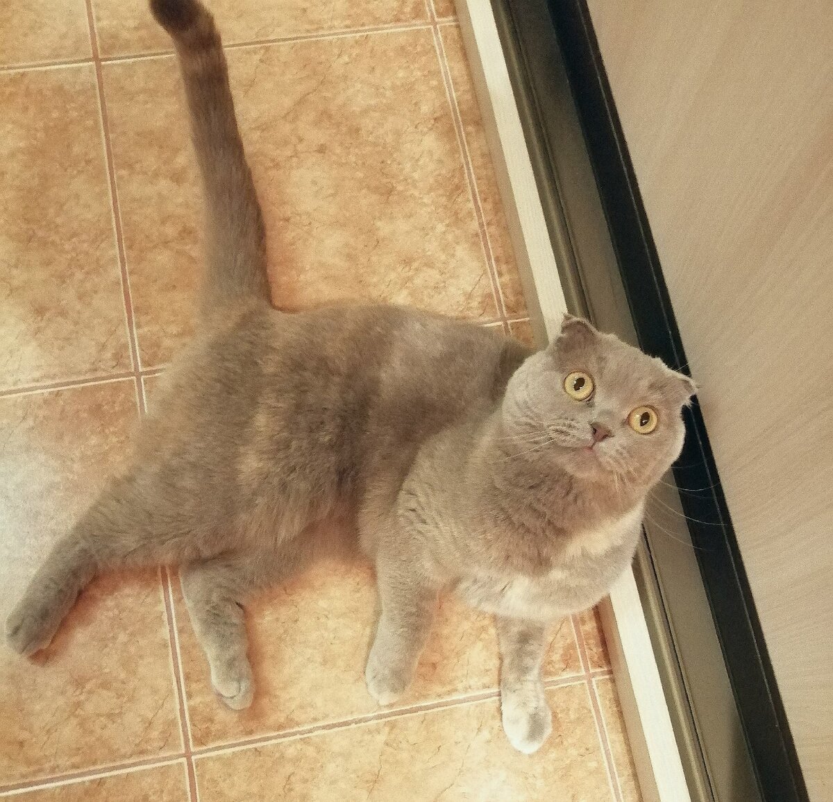Это моя Фанечка (Лафания)