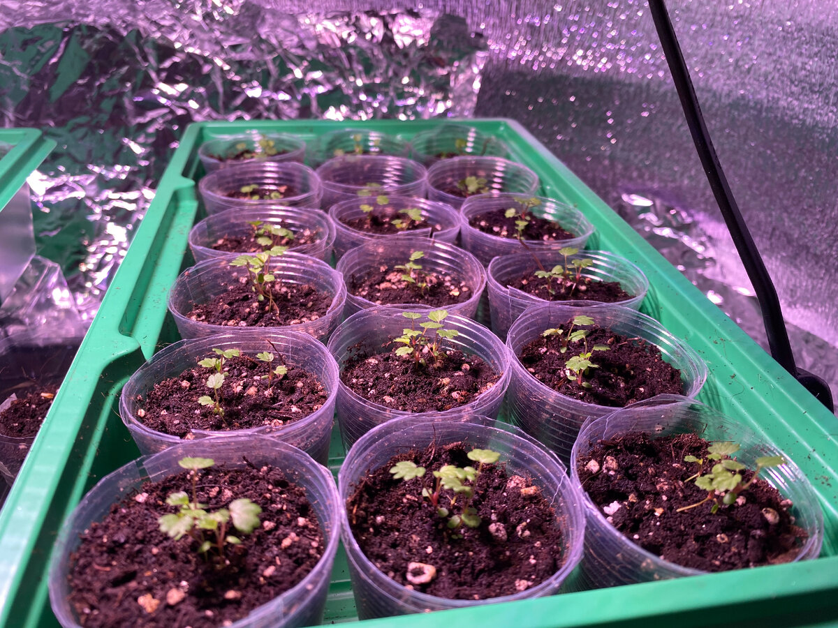 8 марта. Рассаде почти три недели.