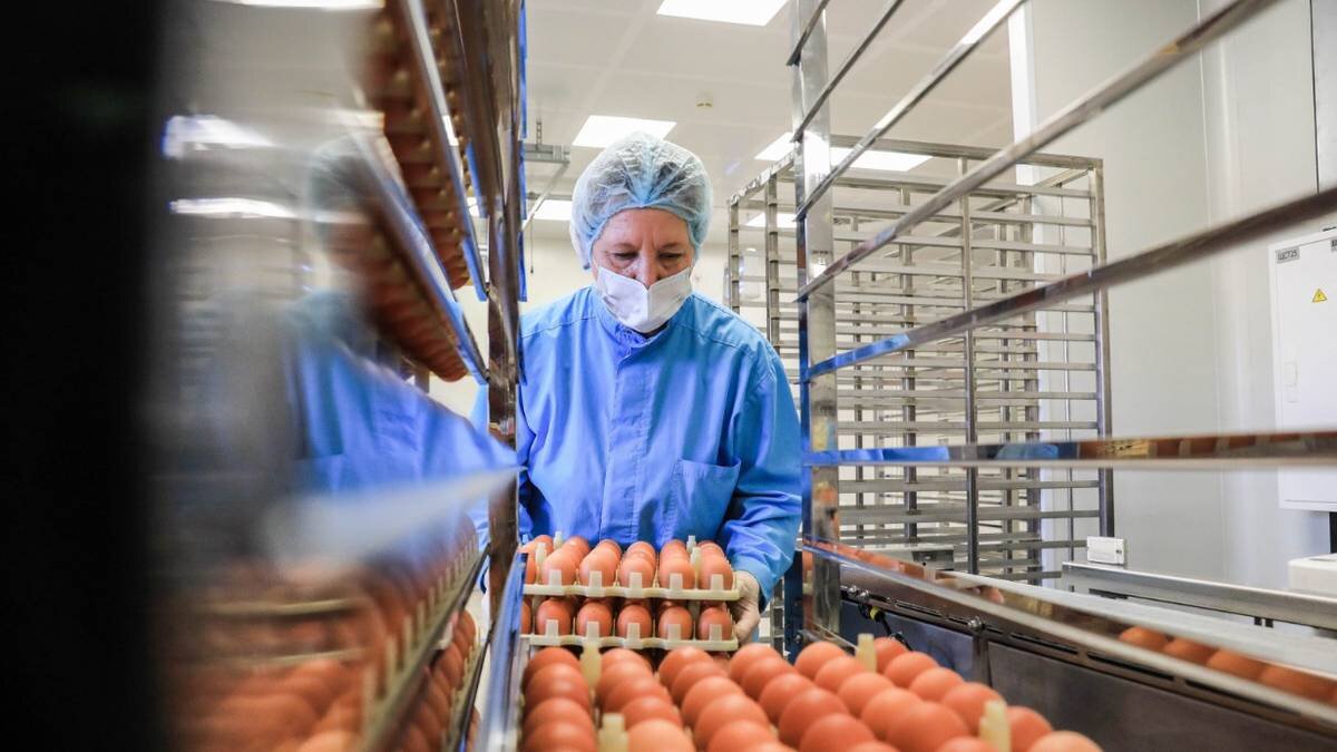    Рязанская область. Сотрудница госкорпорации Ростех на участке приемки куриных эмбрионов. Ее предприятие производит вакцины против гриппа / Фото: Александр Рюмин / ТАСС