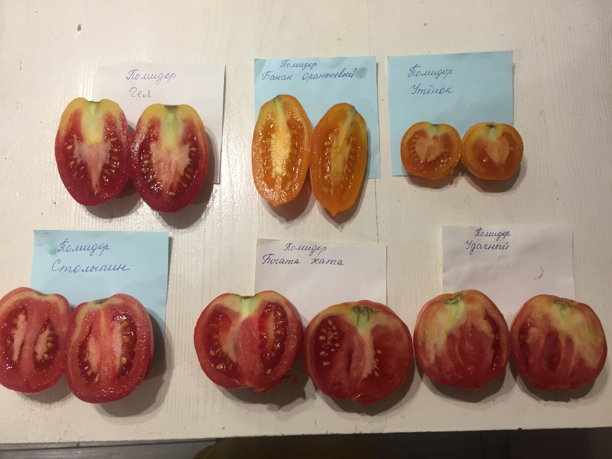 Помидоры этого года. Здесь не все, есть еще и другие сорта