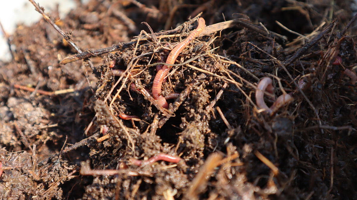 В перепревшем свином навозе много червей.