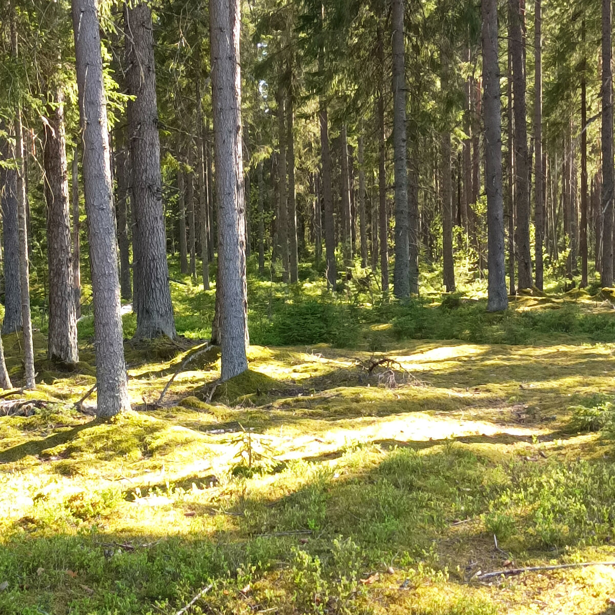 Лес, который окружал в походе.Фото: Андрей Носков