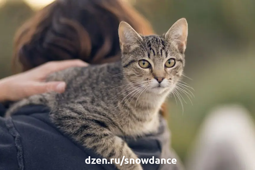 Почему кошки любят сидеть у нас на руках или забираться на плечи? |  КотоВедение | Дзен
